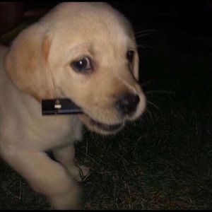 Meet your Posher, Lainey